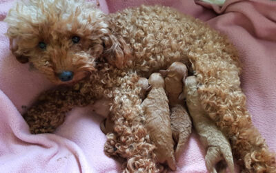 Chloè e i suoi piccoli