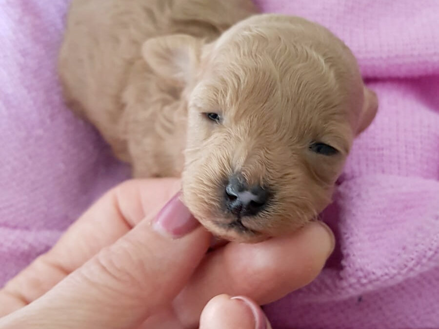 Cuccioli