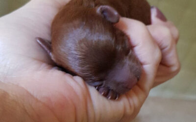 Shamyr e i suoi tre bambini rossi