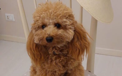 GINGER – Barbone Miniature Toy Red