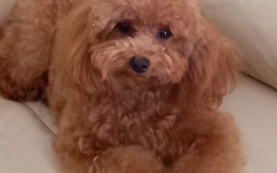 GRACE – Miniature Toy Barbone Red