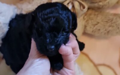 Cuccioli nati in ottobre 2022