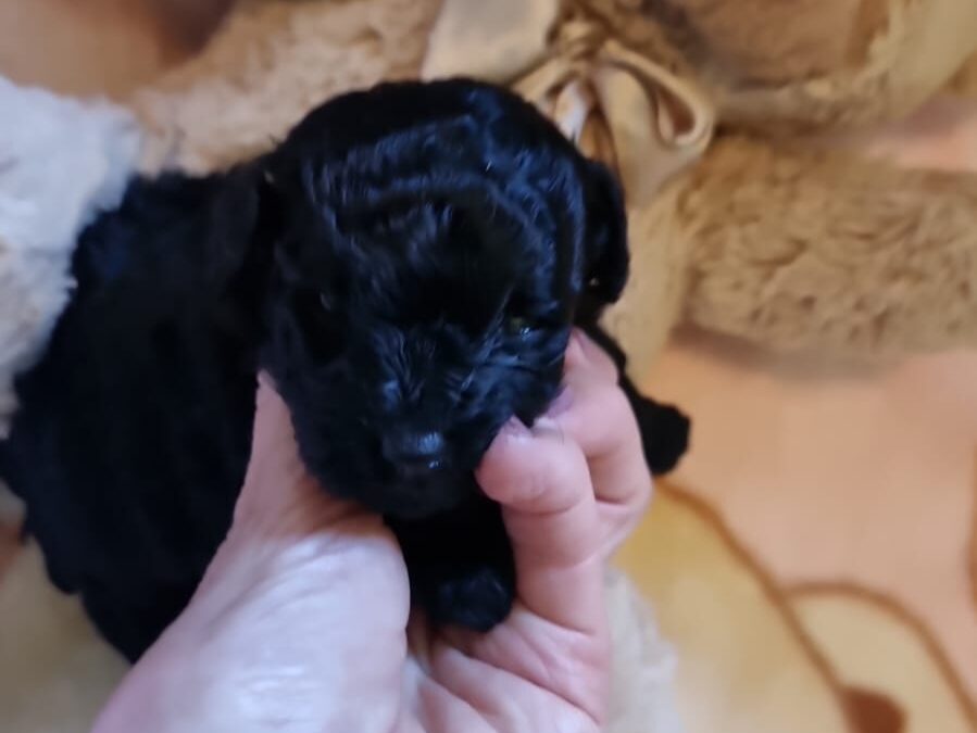 Cuccioli nati in ottobre 2022