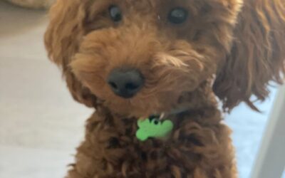 OSCAR – Barbone Miniature Toy Red