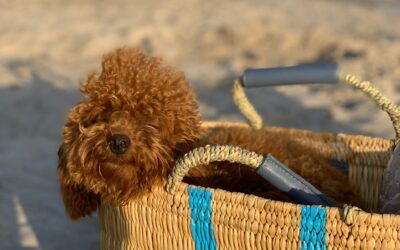 OLIVER – Barbone Miniature Toy Red